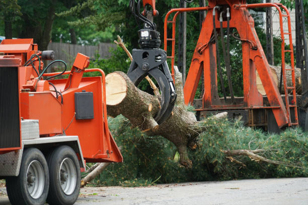 Best Dead Tree Removal  in Star City, WV